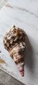 Shell decoration
