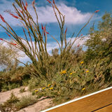 Photo American cactus LA box