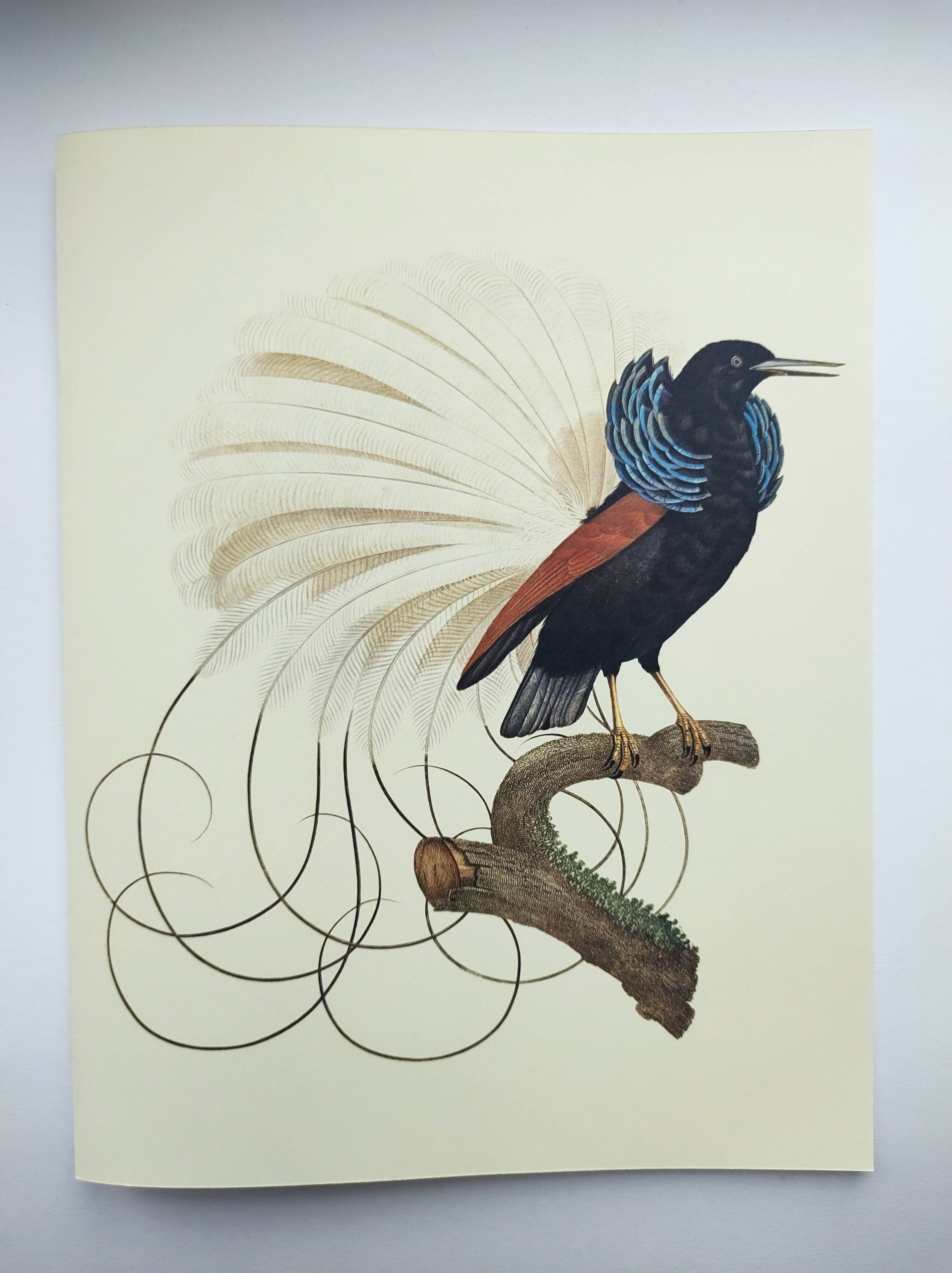 Antique plate - 12-line manuscript - Zoological illustration of birds