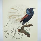 Antique plate - 12-line manuscript - Zoological illustration of birds