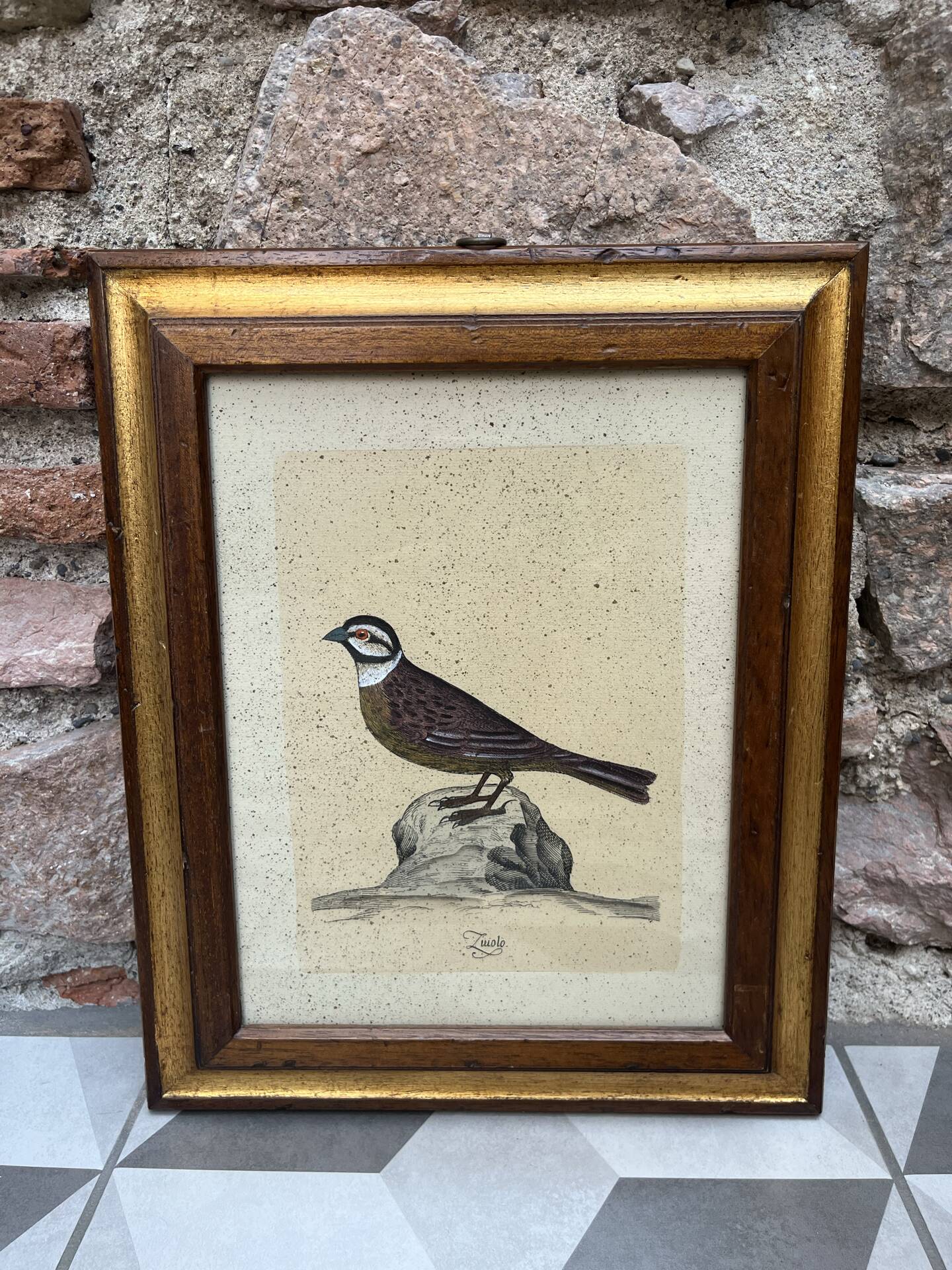 Framed ornithological engraving