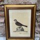 Framed ornithological engraving