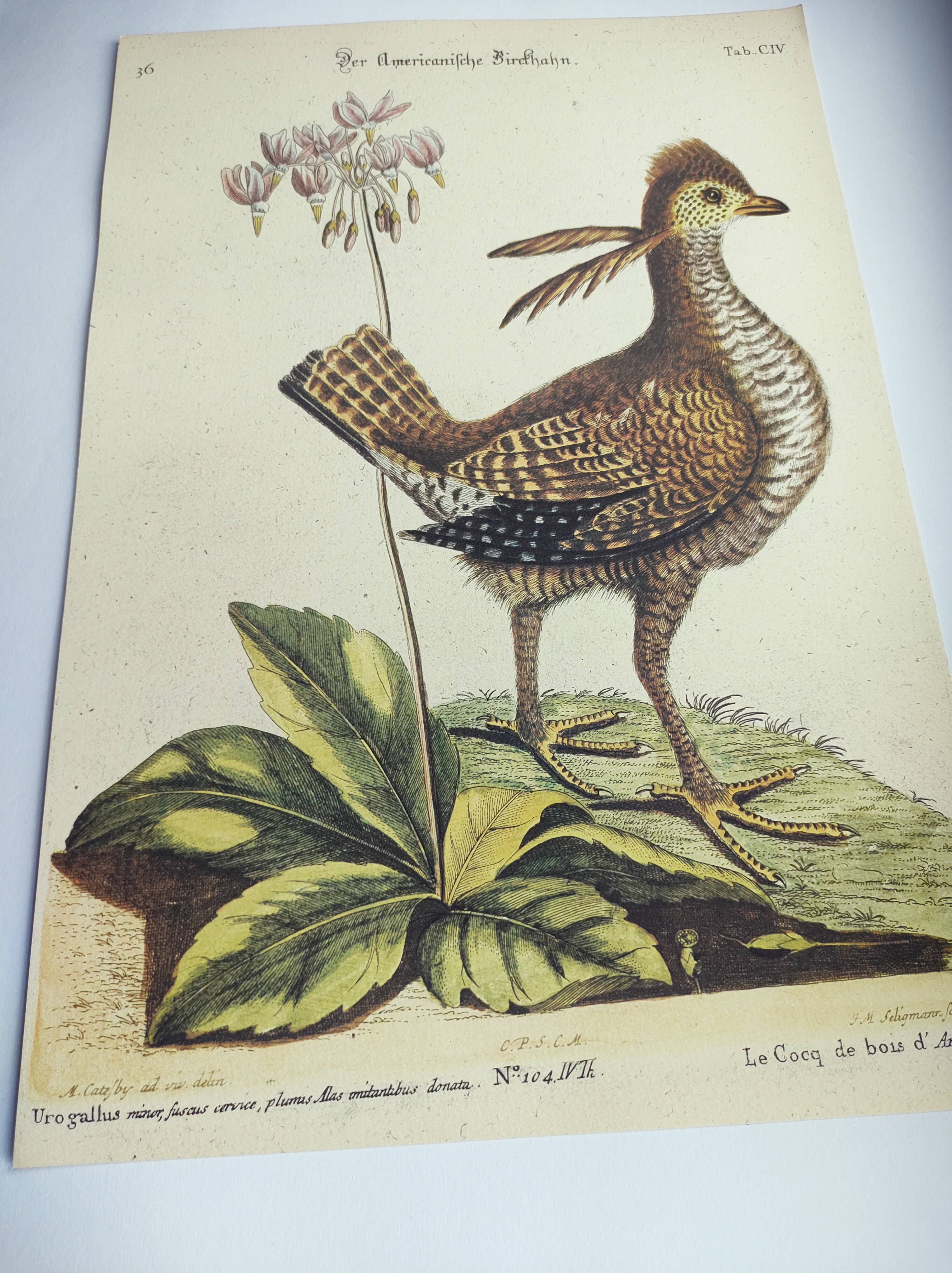 Old bird engraving - Rooster of the Woods - vintage zoological illustration by Seligmann & Catesby