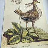 Old bird engraving - Rooster of the Woods - vintage zoological illustration by Seligmann & Catesby