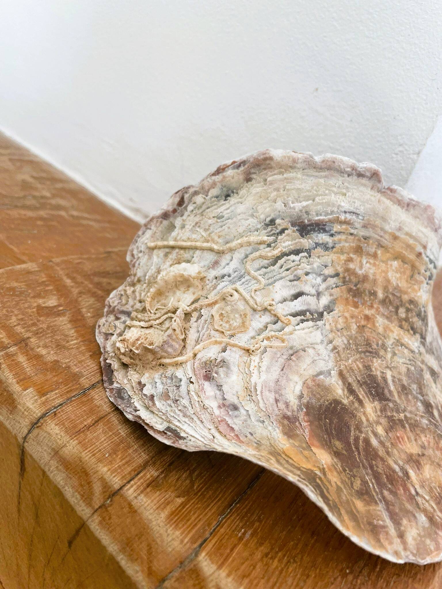 Large seashell: Placuna