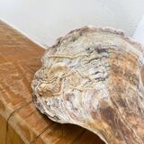 Large seashell: Placuna