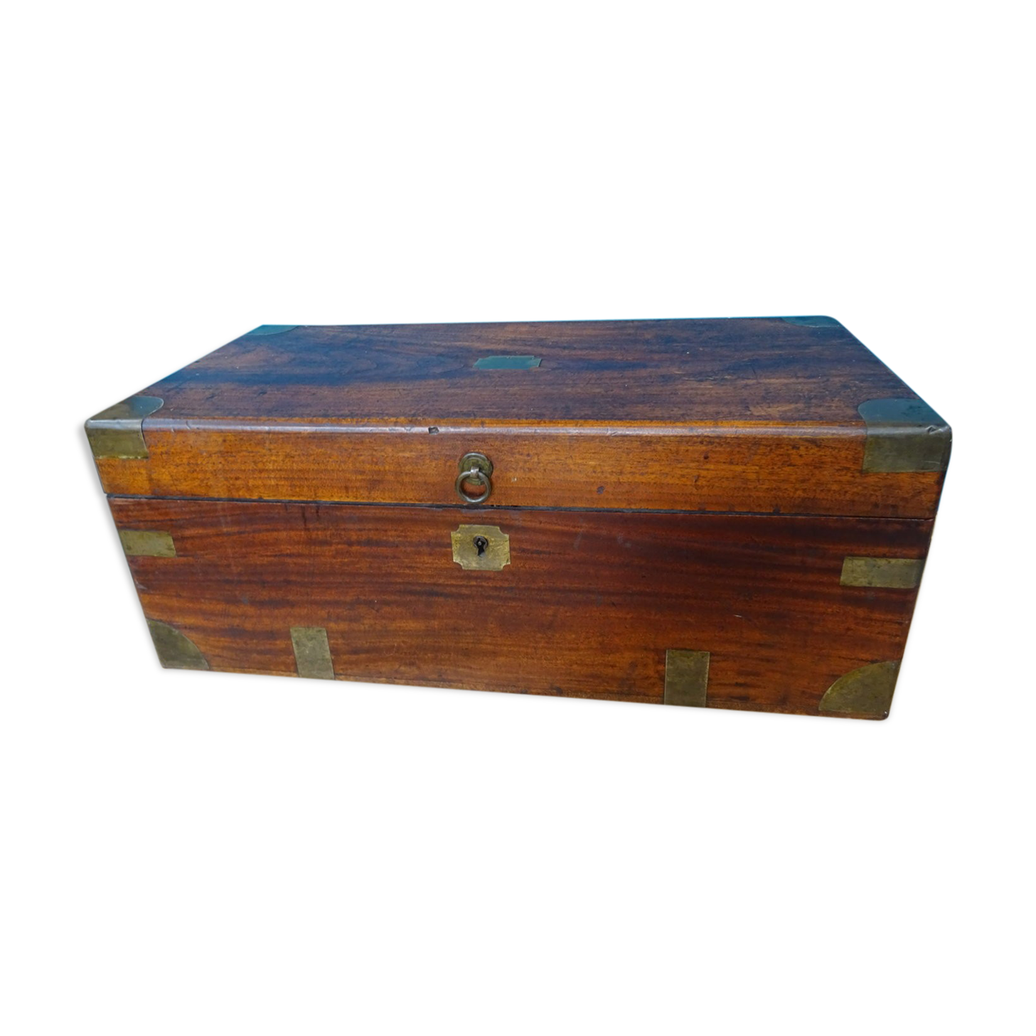 Old marine trunk in camphor tree