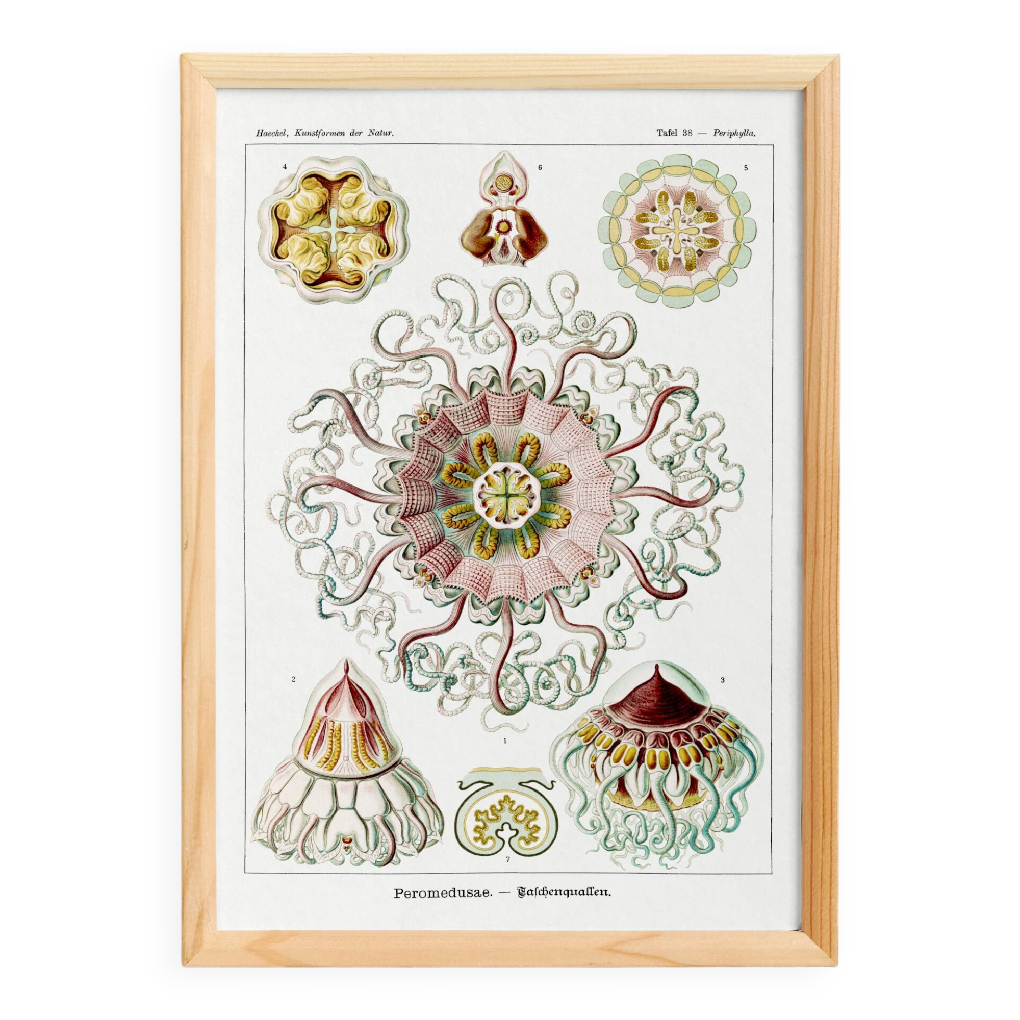 Poster about "umbrella jellyfish", based on an old lithograph