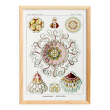 Poster about "umbrella jellyfish", based on an old lithograph