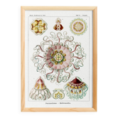 Poster about "umbrella jellyfish", based on an old lithograph