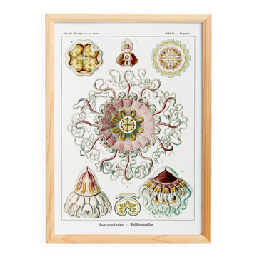 Poster about "umbrella jellyfish", based on an old lithograph
