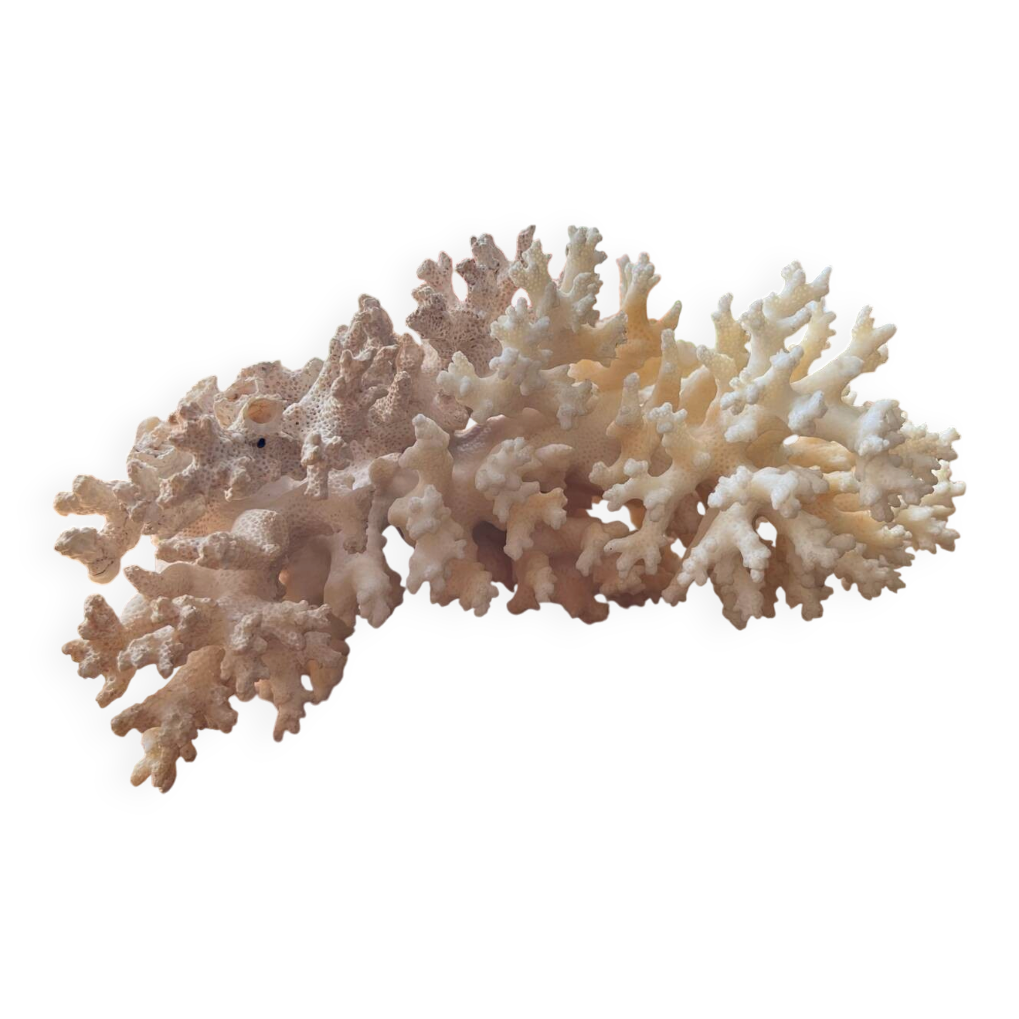 White coral