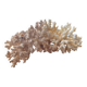 White coral