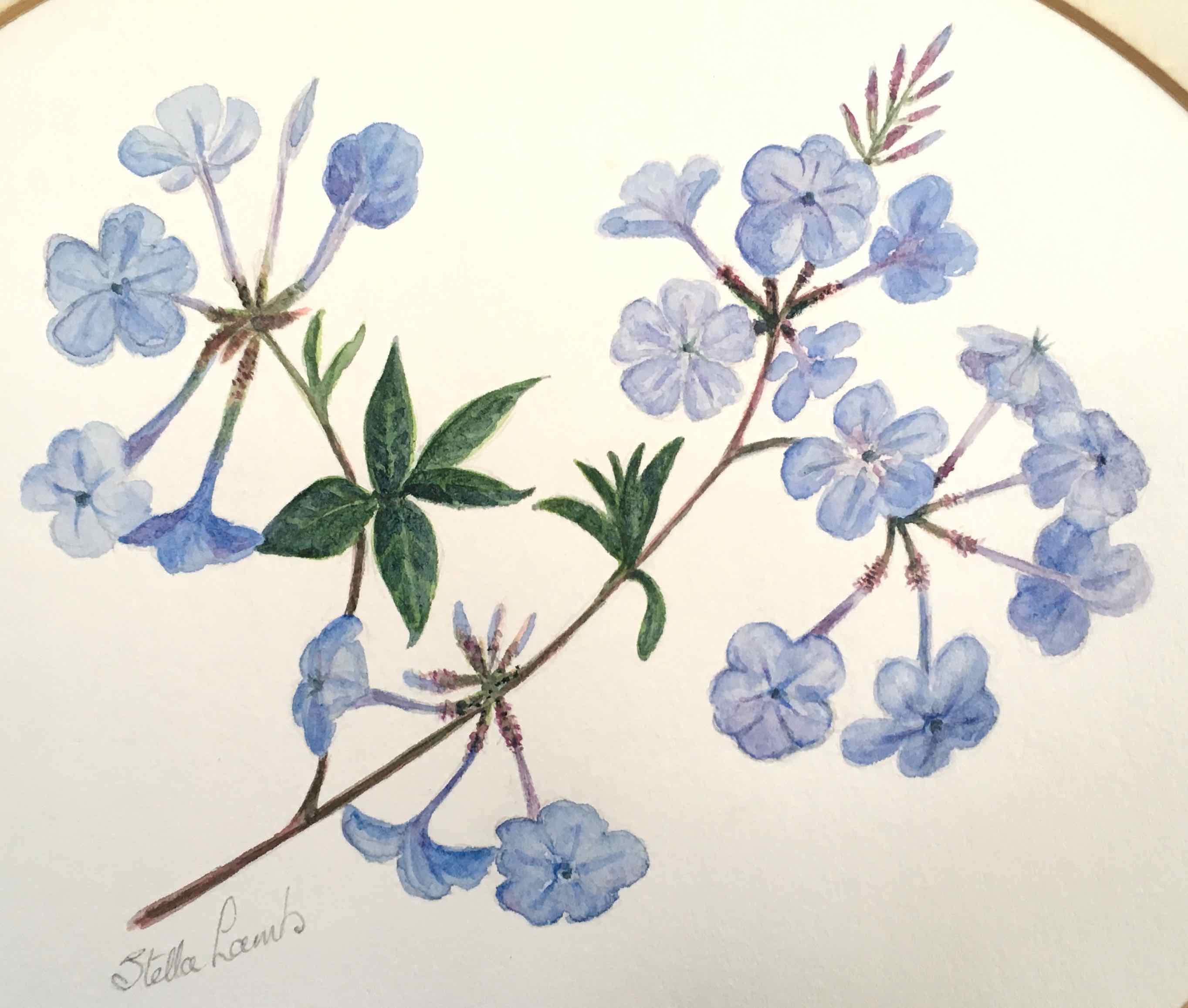 Tableau aquarelle fleurs de plumbago