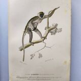 Antique engraving from 1849. Monkey by J. Werner. Zoology of Orbigny. Savannah