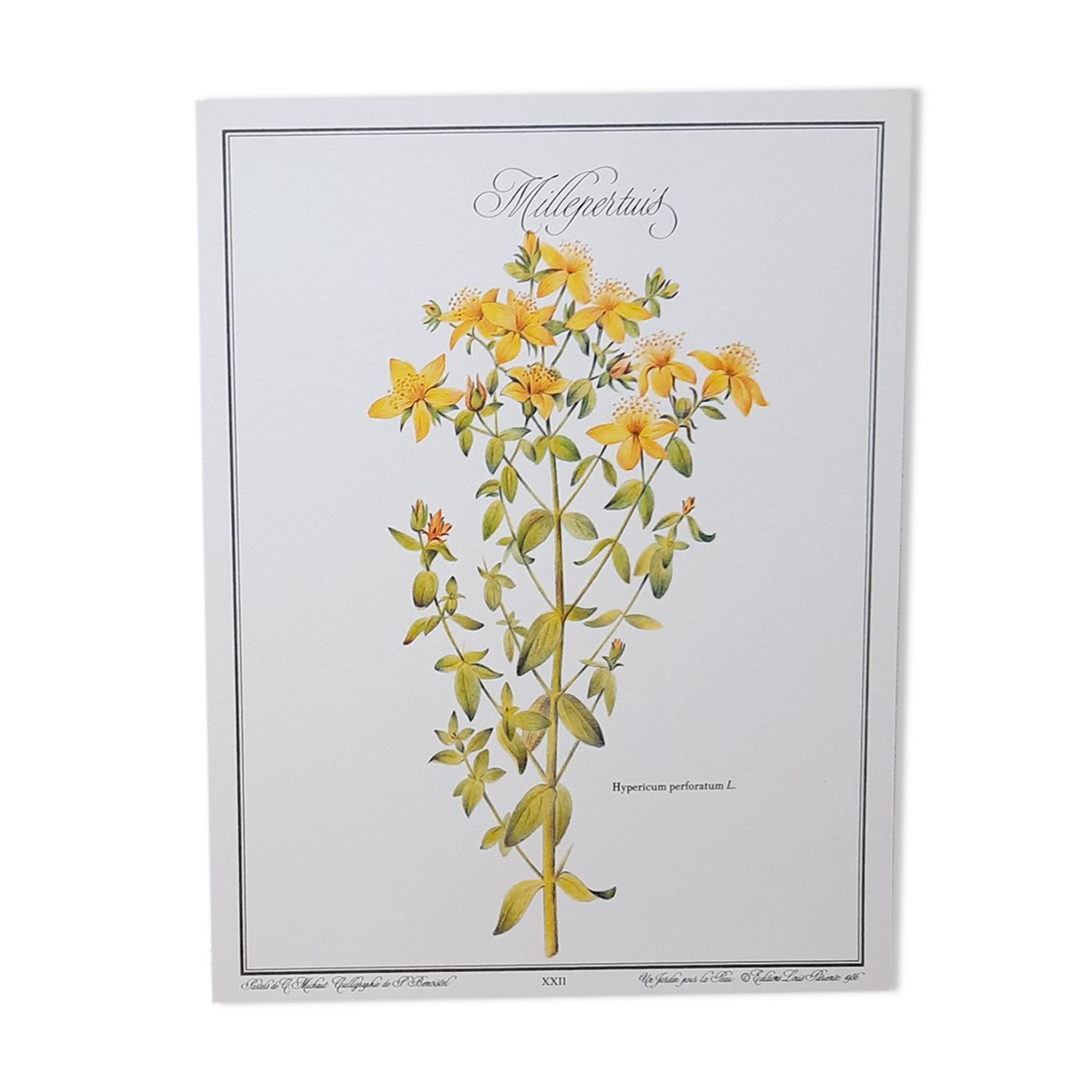 St. John's wort botanical board