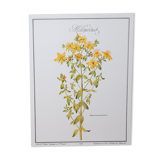 St. John's wort botanical board