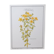 St. John's wort botanical board