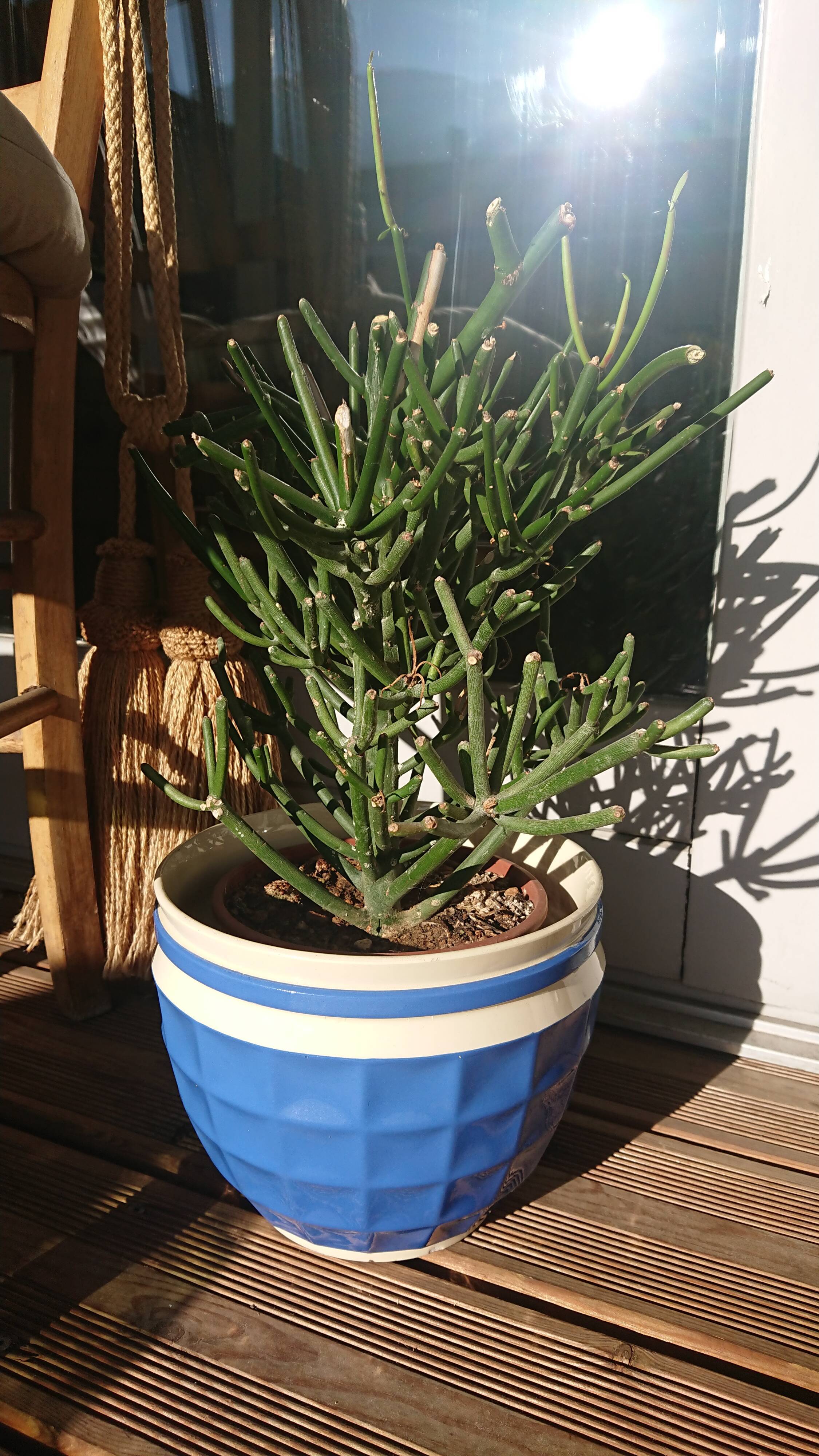 Digoin Sarreguemines Blue Pot Cache