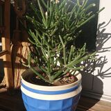 Digoin Sarreguemines Blue Pot Cache