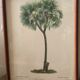 Lithographie planche botanique palmier-dattier bessa