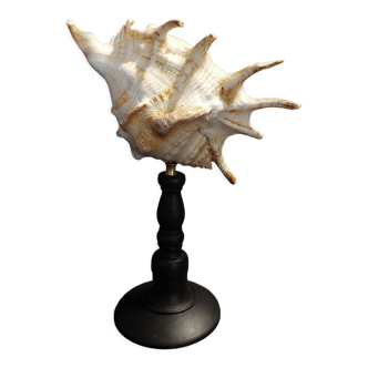 Cabinet of Curiosities shell conch conch on base