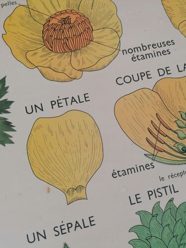 Ancienne affiche rossignol botanique, la tulipe-le bouton d'or