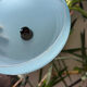 Blue opaline bowl with silver trim