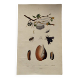 Old engraving from 1838 - Caterpillar and Volute Shell - Original zoological plate