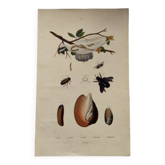 Gravure ancienne de 1838 -Chenille et Coquillage Volute- Planche zoologique original