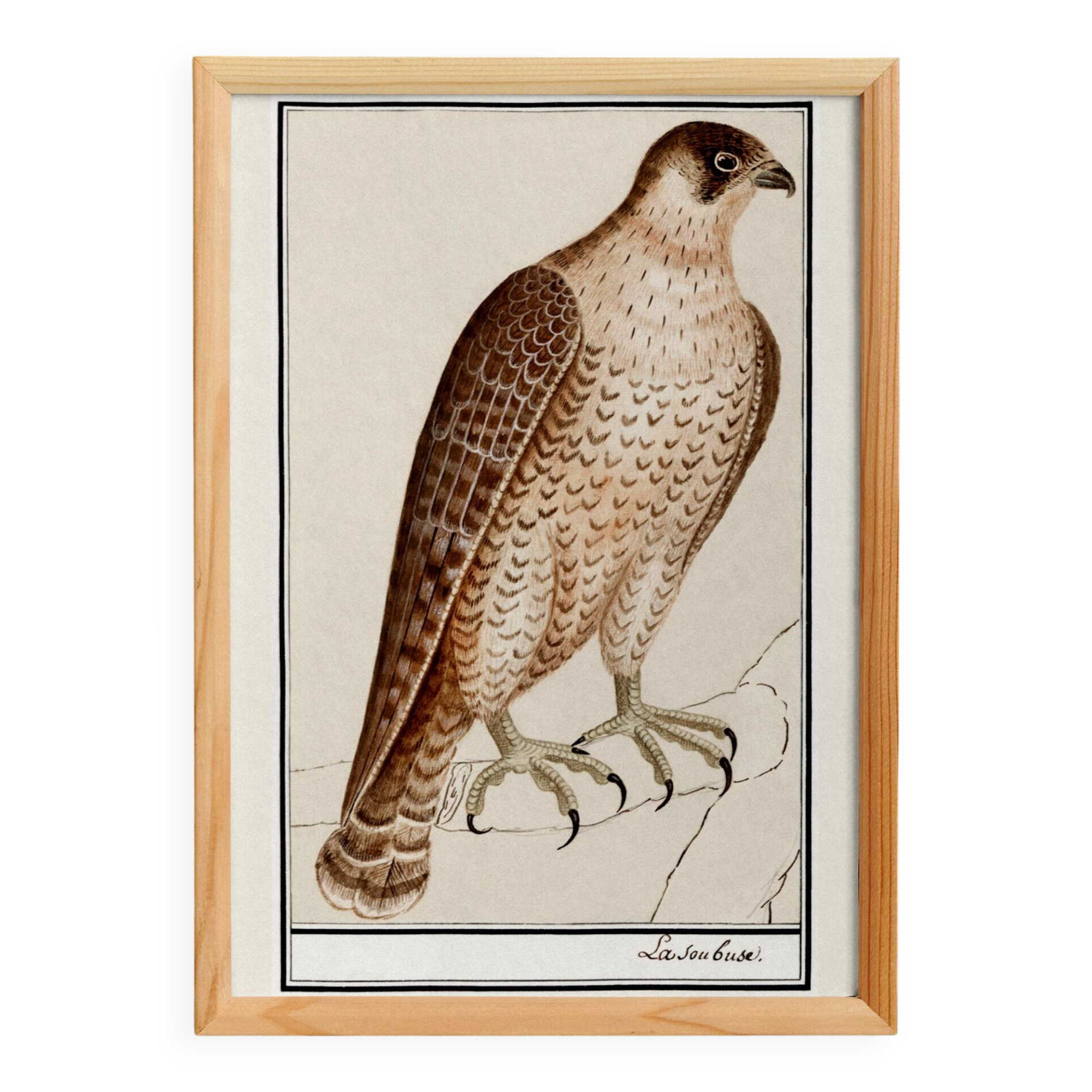 Small poster on the Peregrine Falcon, after an old engraving from 1610.