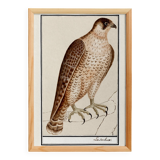 Small poster on the Peregrine Falcon, after an old engraving from 1610.
