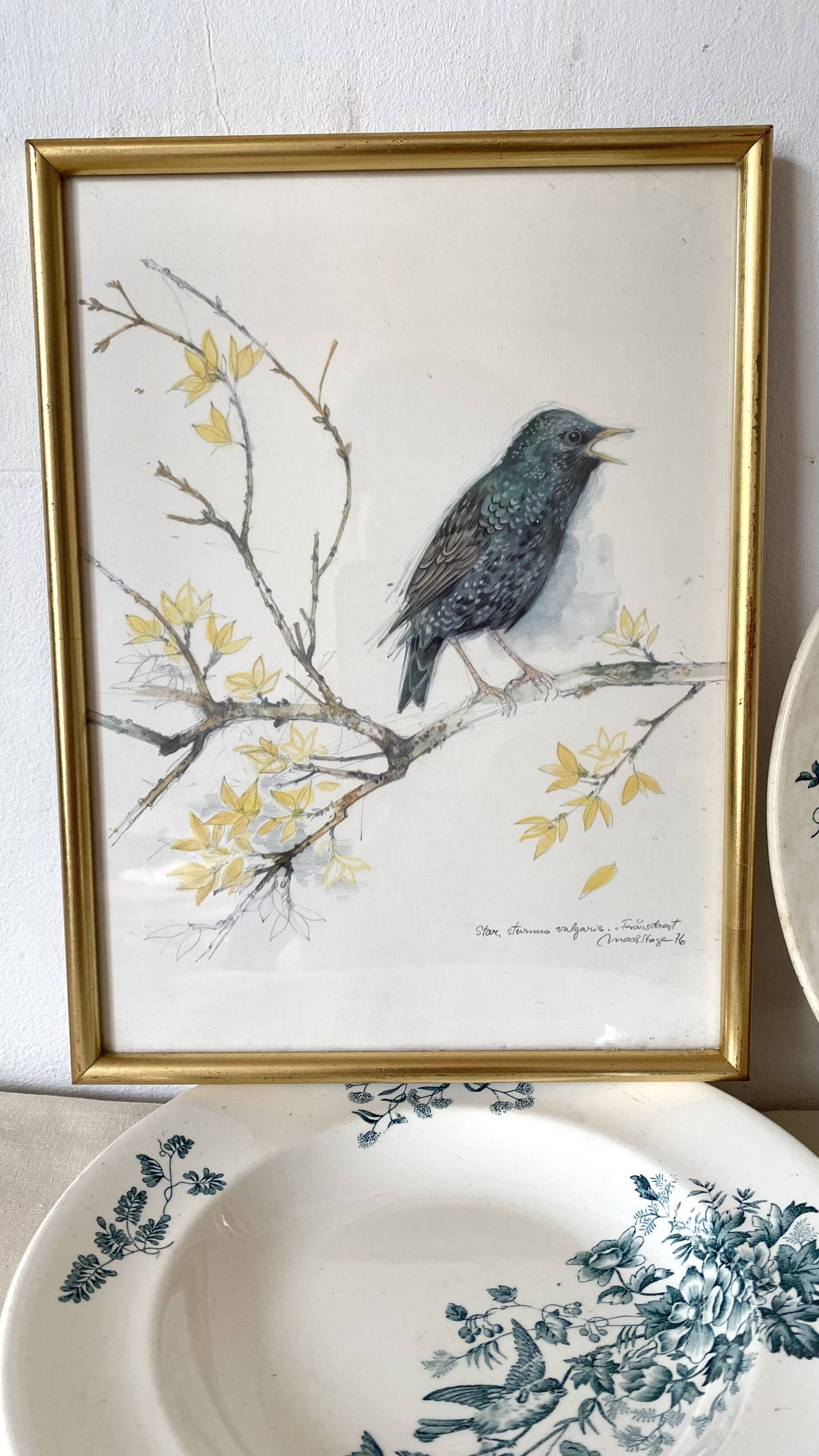 Framed bird engraving, botanical plate sternus vulgaris