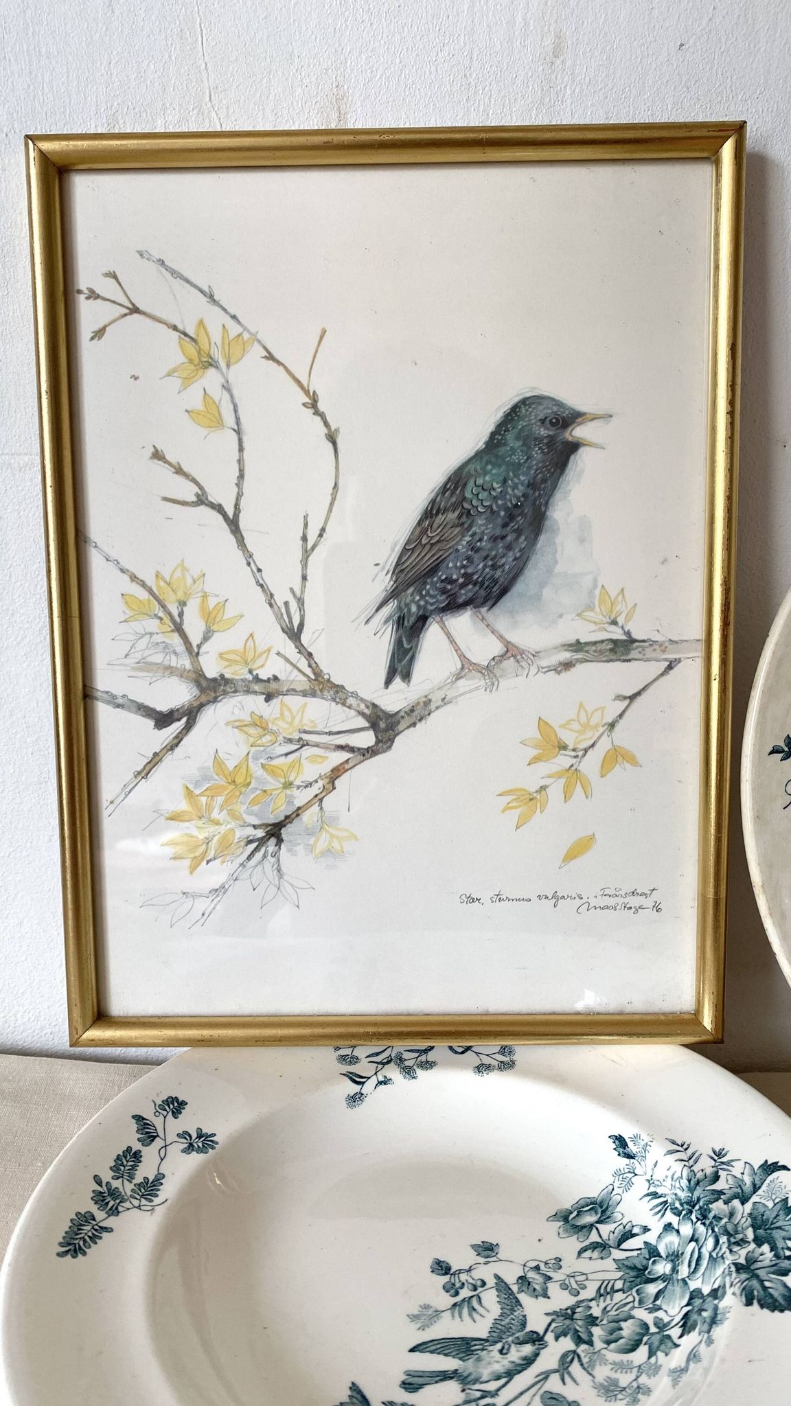 Framed bird engraving, botanical plate sternus vulgaris