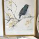 Framed bird engraving, botanical plate sternus vulgaris