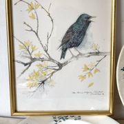 Framed bird engraving, botanical plate sternus vulgaris