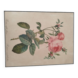 Lithograph Redouté rosa centifolia foliacea