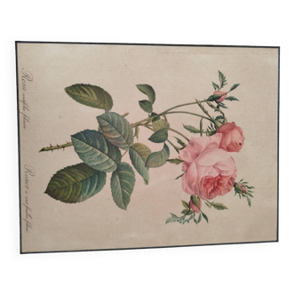 Lithograph Redouté rosa centifolia foliacea