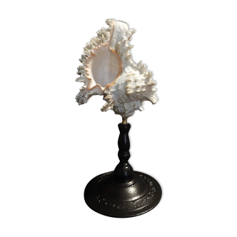 Shell chicoreus ramosus on base