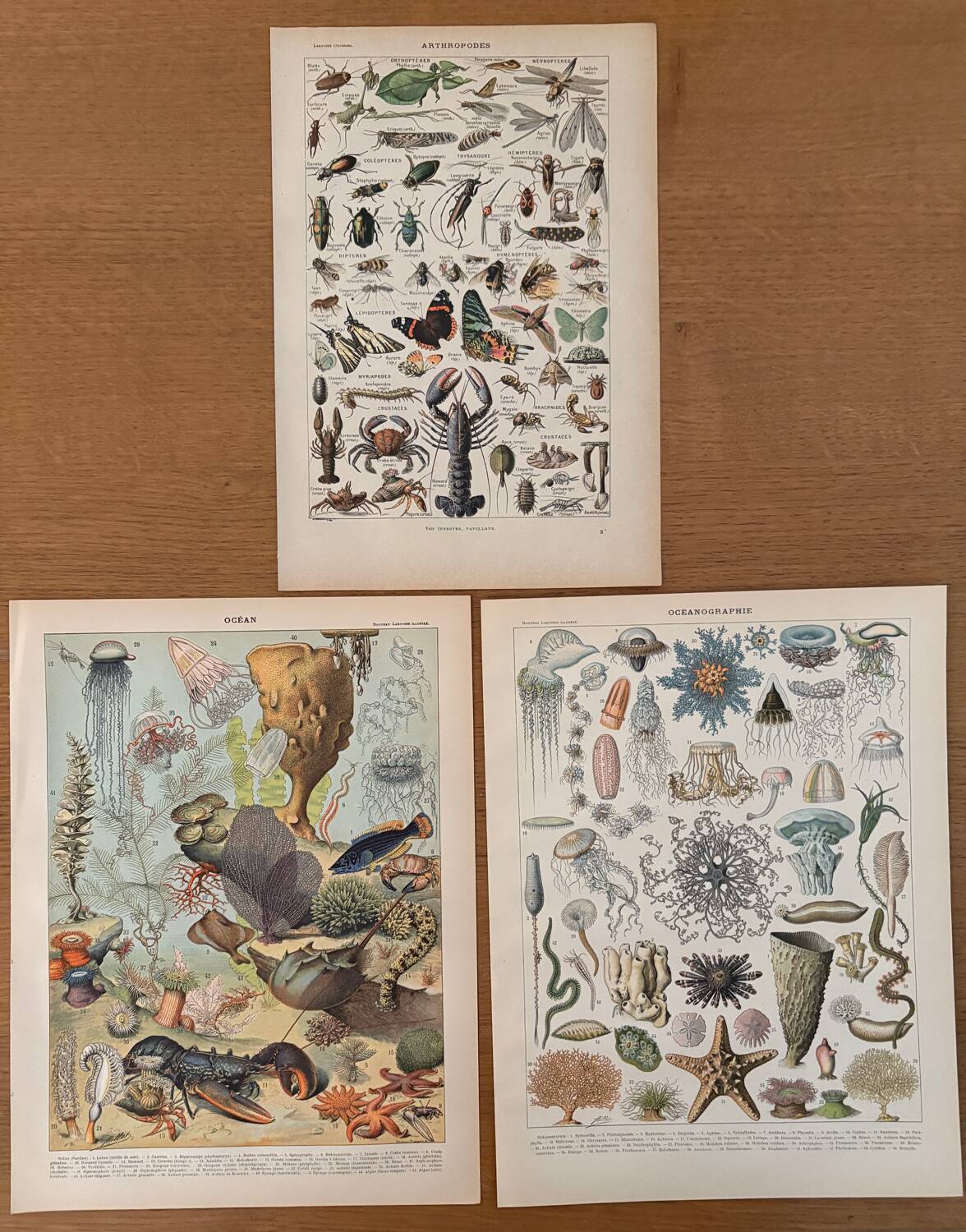 Reserved Marine - Set of 3 lithographs on the marine world XX
