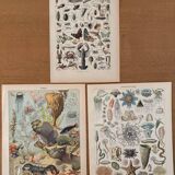 Reserved Marine - Set of 3 lithographs on the marine world XX