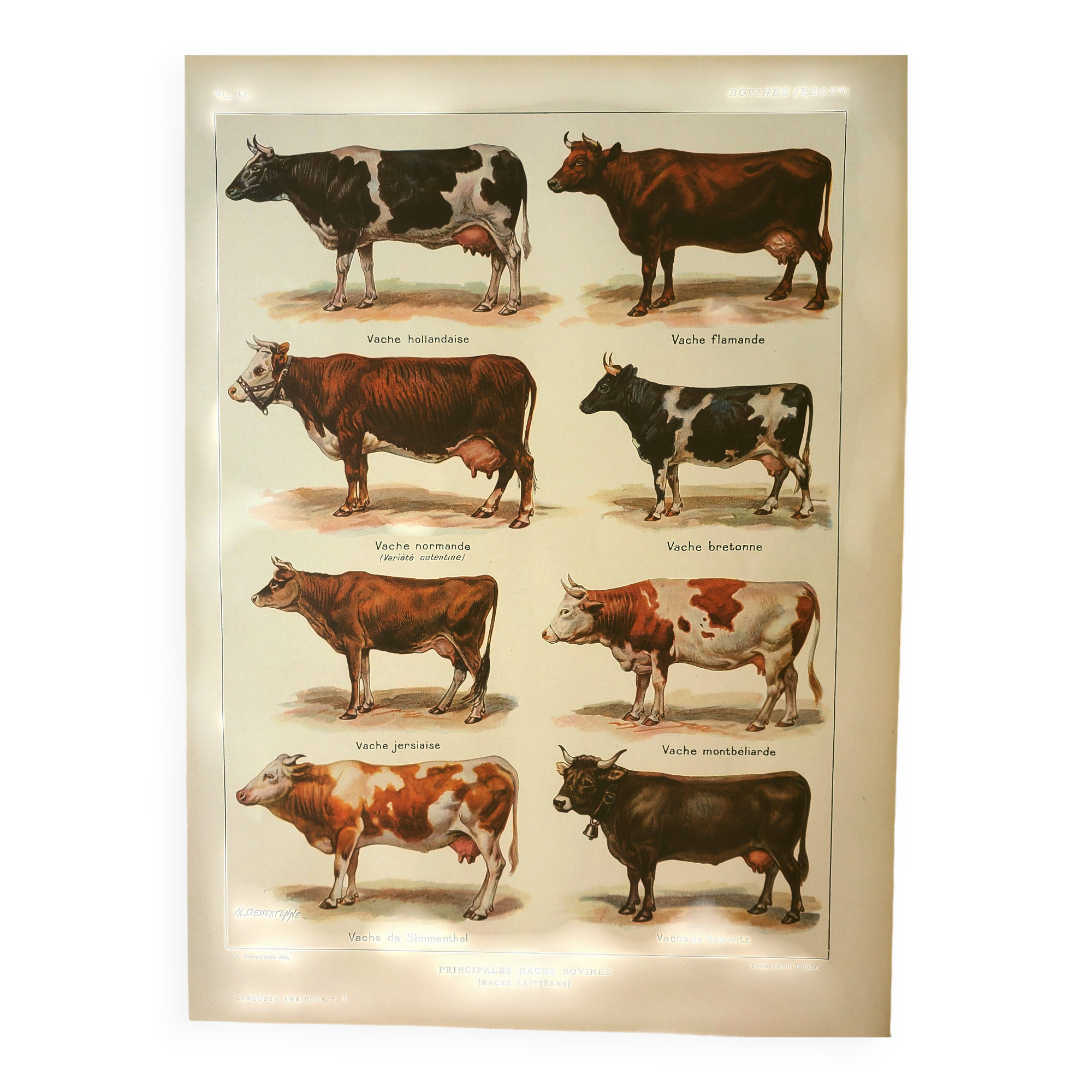 Antique vintage engraving 1921 Cow and Cattle. Old illustration