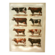 Antique vintage engraving 1921 Cow and Cattle. Old illustration