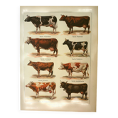 Gravure vintage ancienne 1921 Vache et Bovin - illustration ancienne