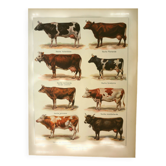 Antique vintage engraving 1921 Cow and Cattle. Old illustration