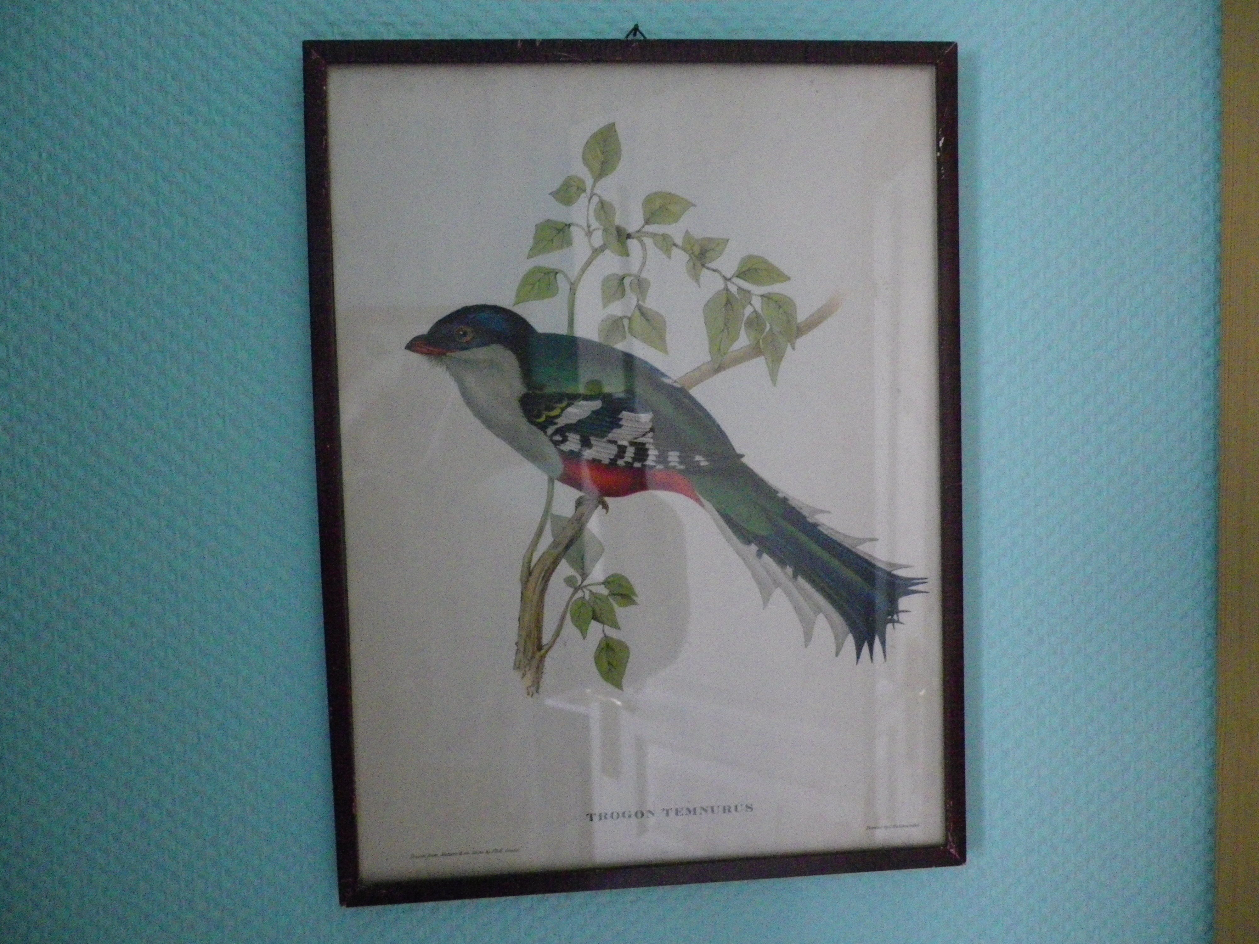 Printed "trogon temnurus" by J- E. Gould 1804-1881 printed by c.hullmandel (1789/1850)