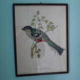 Printed "trogon temnurus" by J- E. Gould 1804-1881 printed by c.hullmandel (1789/1850)