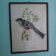Printed "trogon temnurus" by J- E. Gould 1804-1881 printed by c.hullmandel (1789/1850)