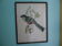 Printed "trogon temnurus" by J- E. Gould 1804-1881 printed by c.hullmandel (1789/1850)