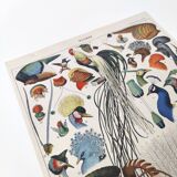 Old lithograph plate birds feathers 1900